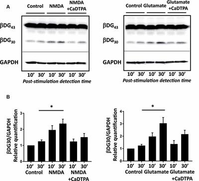 Gelatinase Biosensor Reports Cellular Remodeling During Epileptogenesis